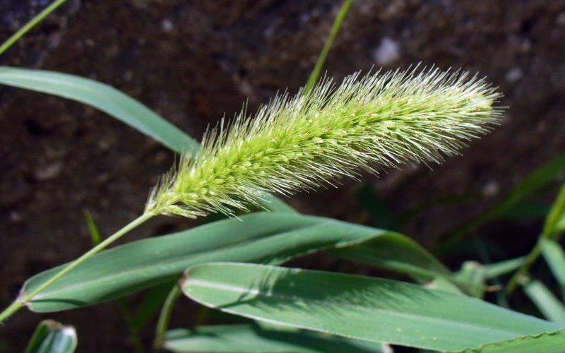 Setaria pumila