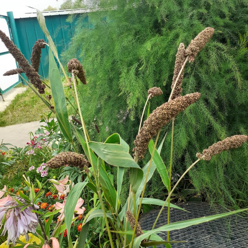 Пеннисетум сизый (Pennisetum glaucum)