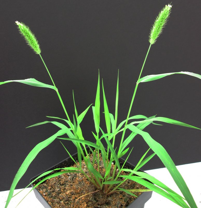 Пеннисетум сизый (Pennisetum glaucum)