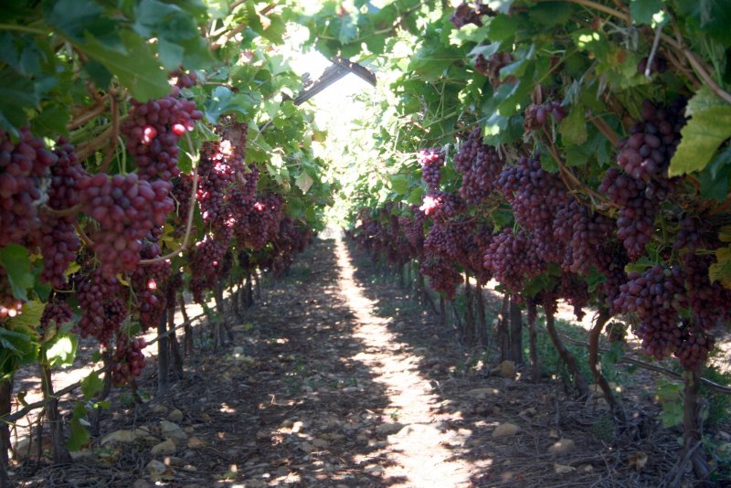 Crimson seedless