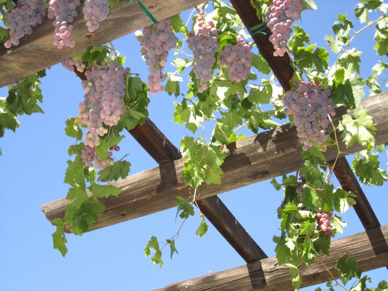 Pergolas виноград