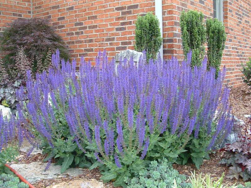 Котовник Фассена Blue Wonder