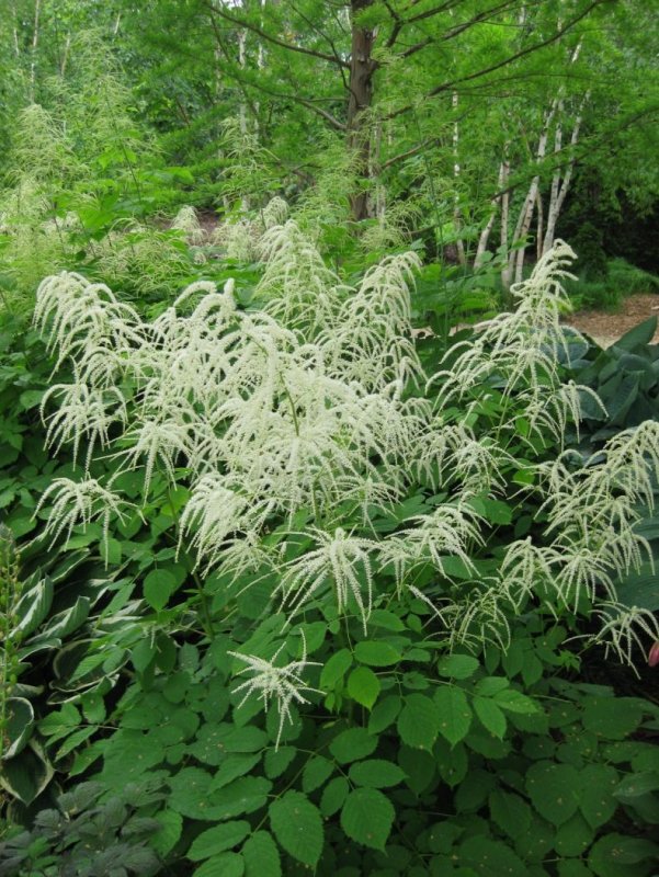 Волжанка двудомная (Aruncus dioicus)