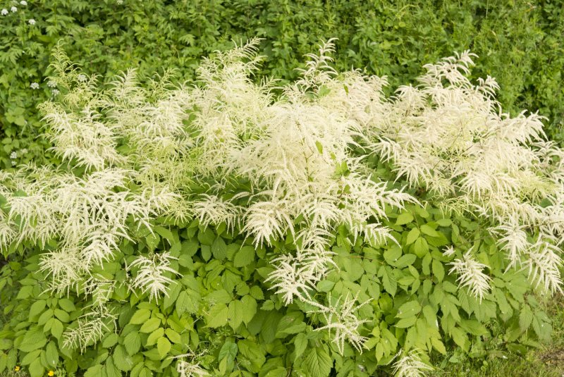 Волжанка двудомная (Aruncus dioicus)