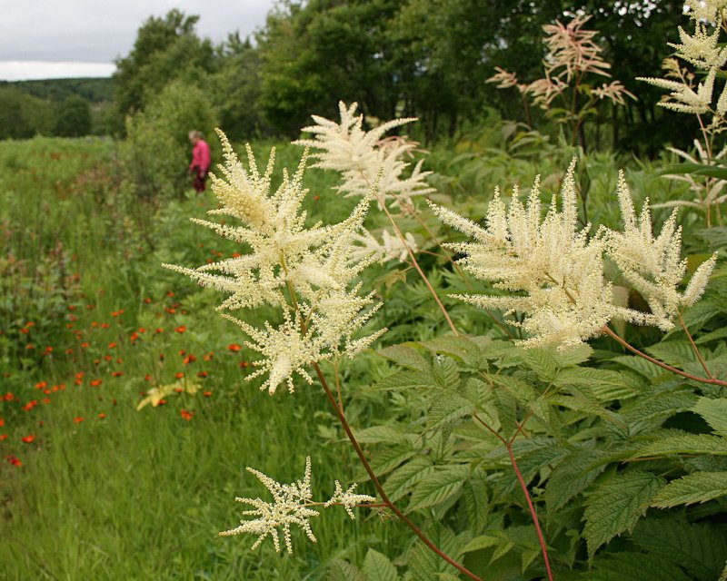 Волжанка двудомная (Aruncus dioicus)