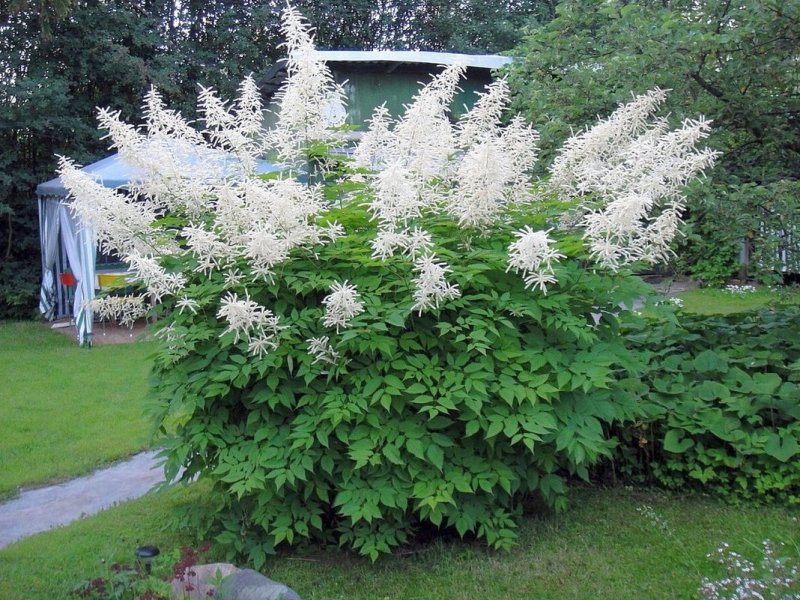 Волжанка двудомная (Aruncus dioicus)