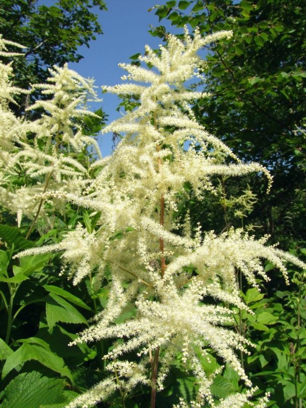 Волжанка двудомная (Aruncus dioicus)