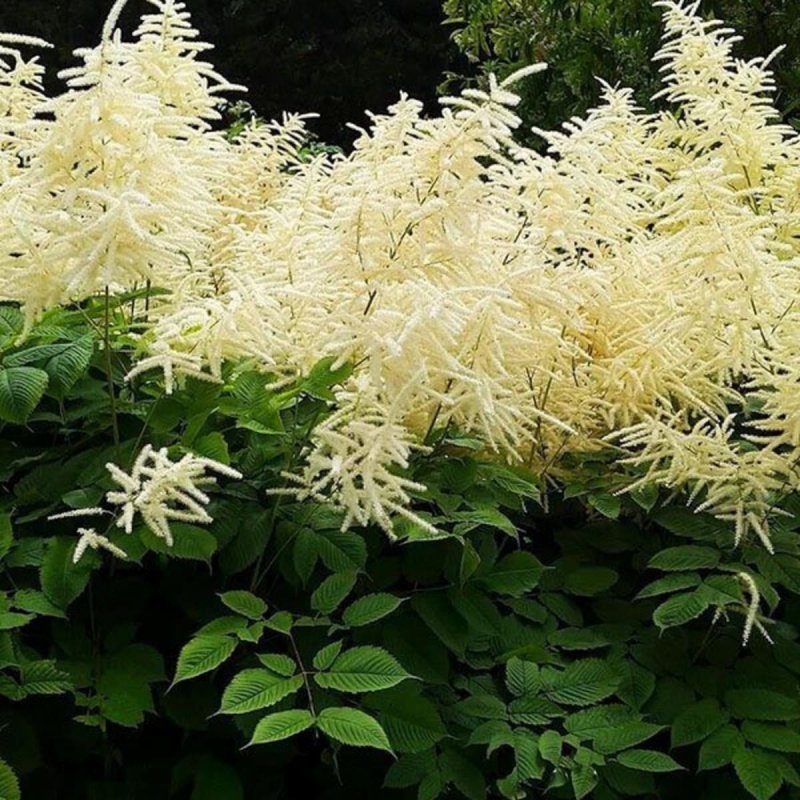 Волжанка двудомная (Aruncus dioicus)