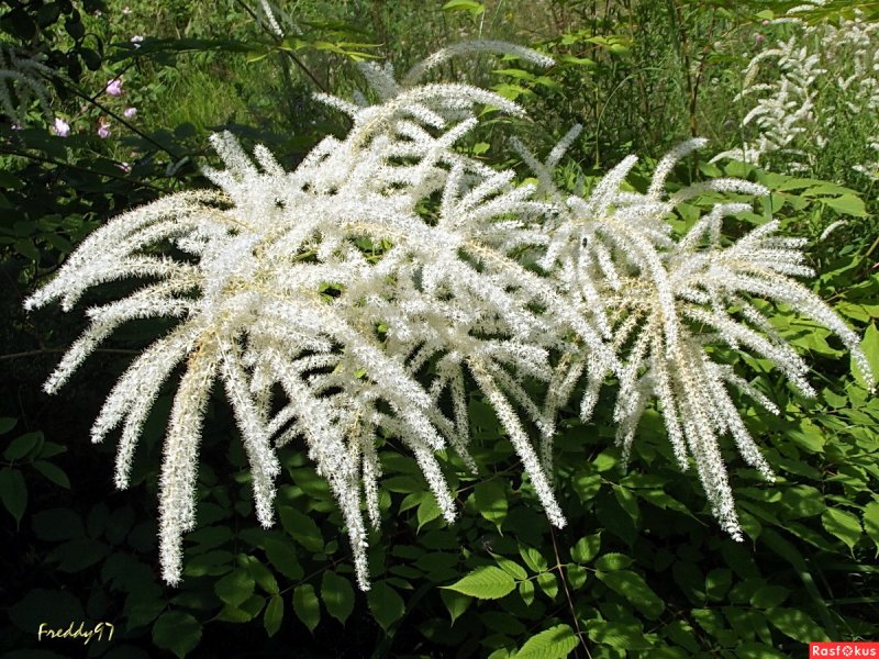 Волжанка двудомная (Aruncus dioicus)