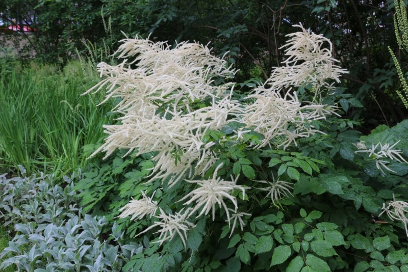 Волжанка двудомная . . . . . С2. . . , Aruncus dioicus