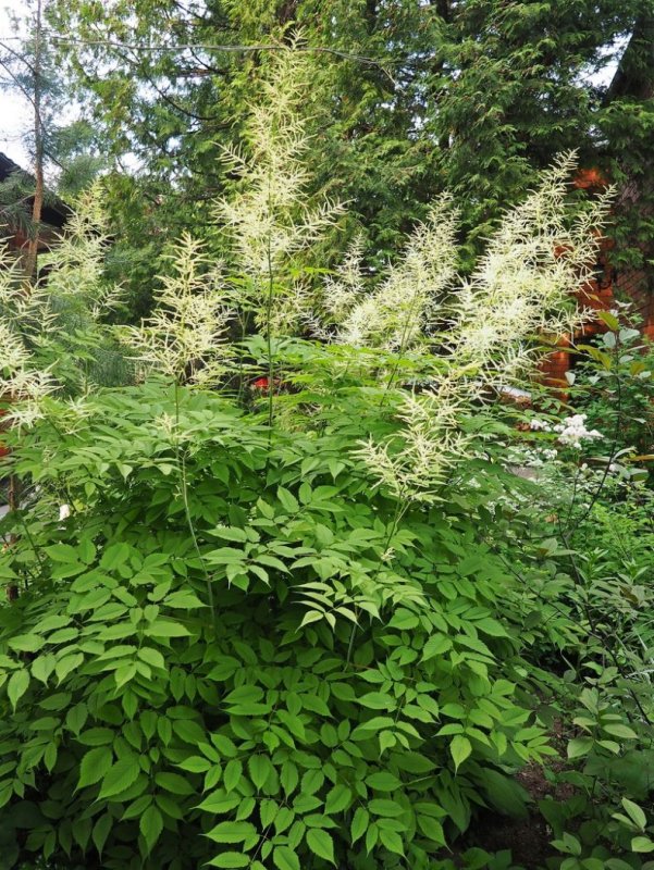 Волжанка двудомная (Aruncus dioicus)