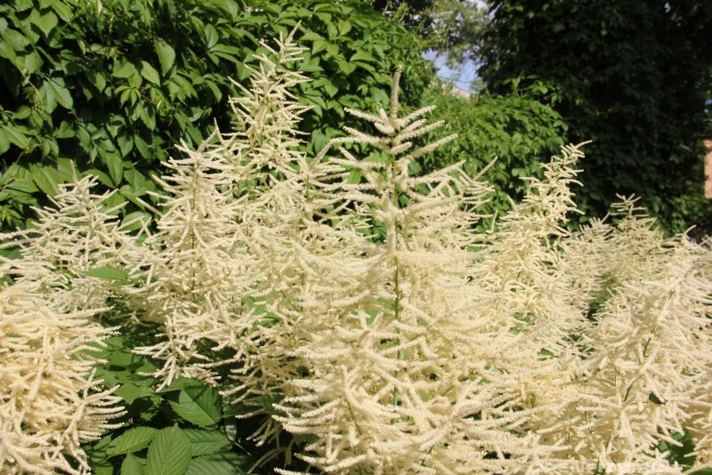 Волжанка двудомная (Aruncus dioicus)