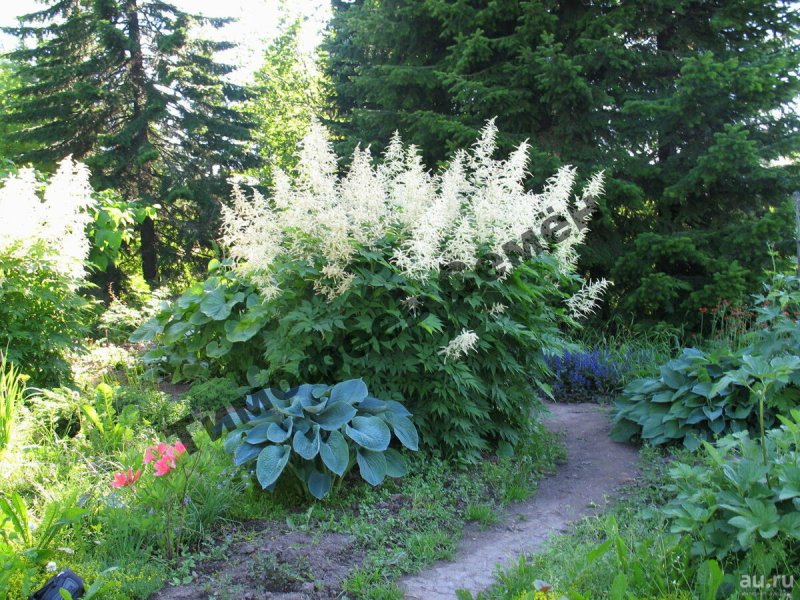 Волжанка обыкновенная (Aruncus dioicus)