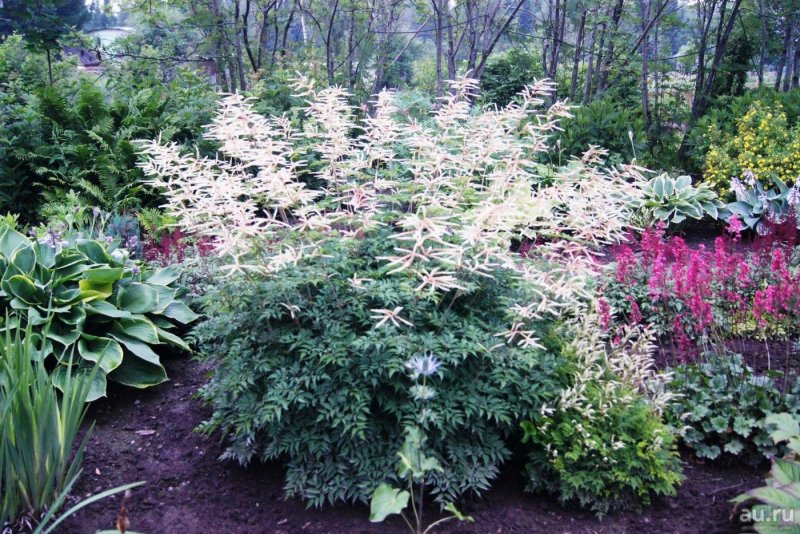 Волжанка обыкновенная (Aruncus dioicus)