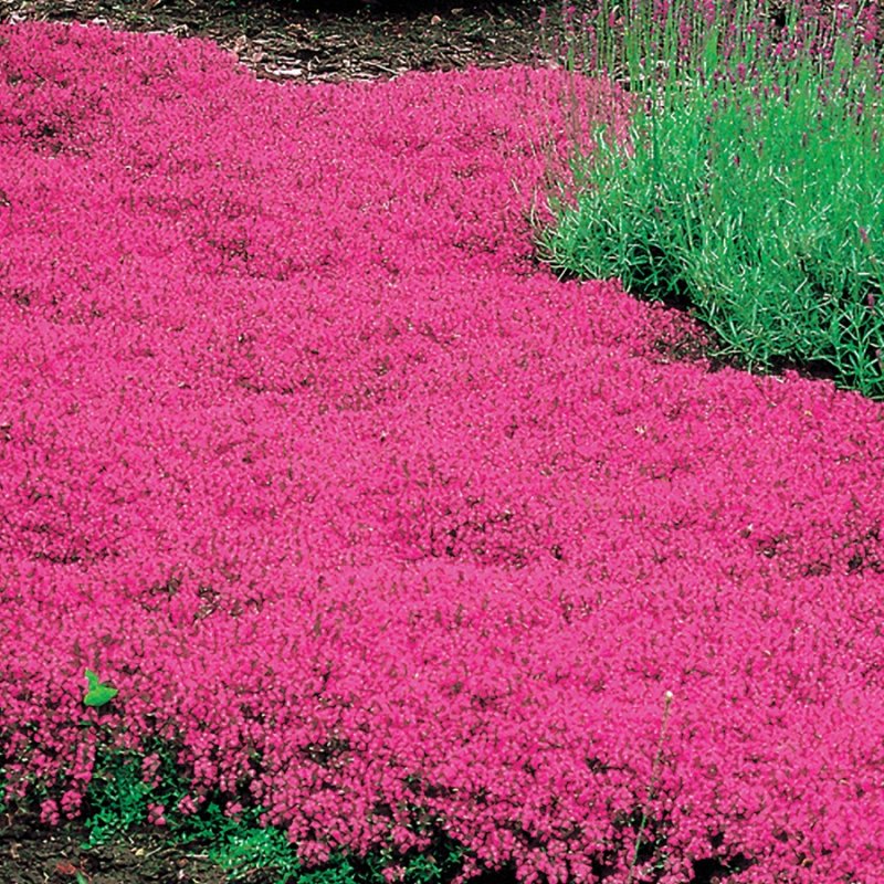 Тимьян Creeping Red