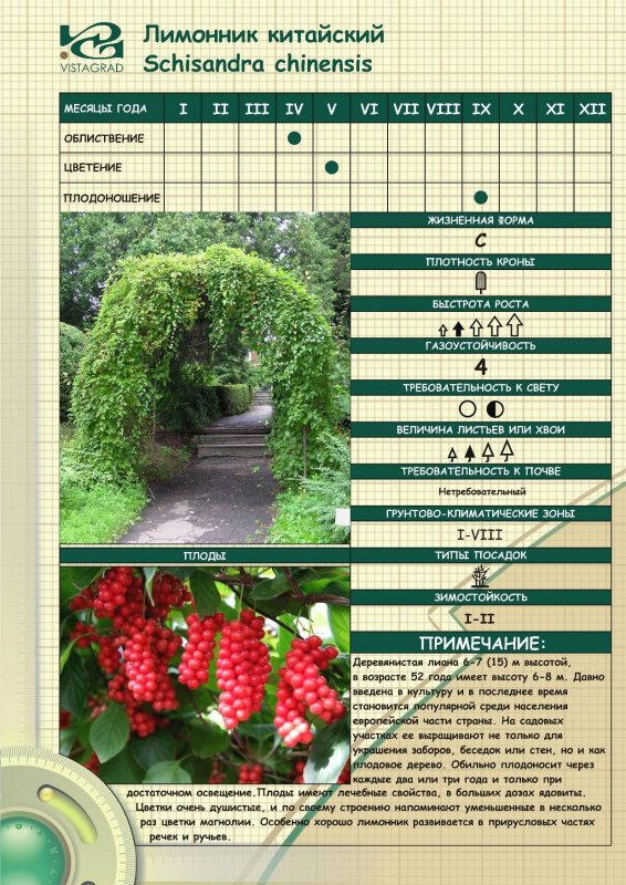 Китайский лимонник посадка
