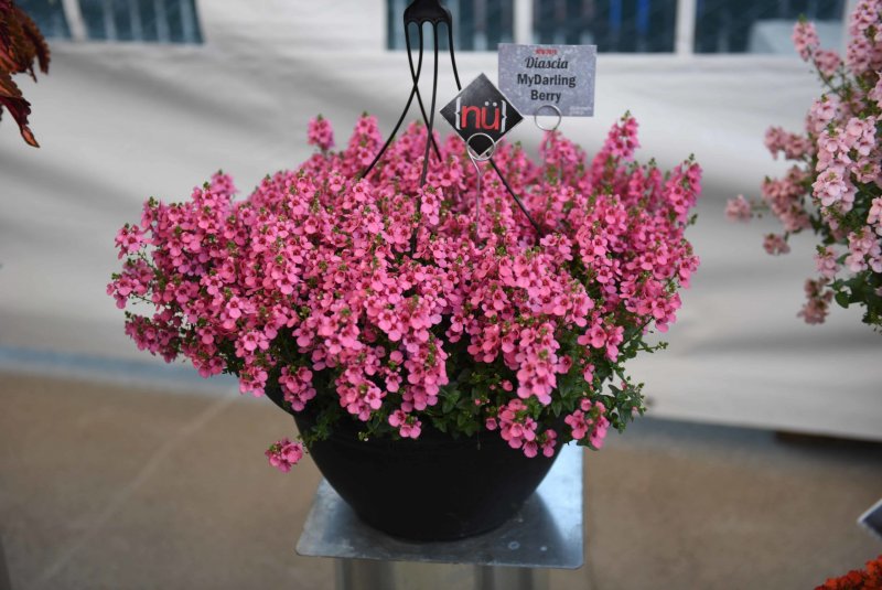 Диасция Diascia Darla Red