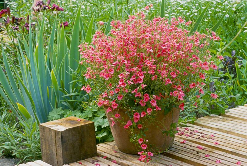 Diascia rigescens