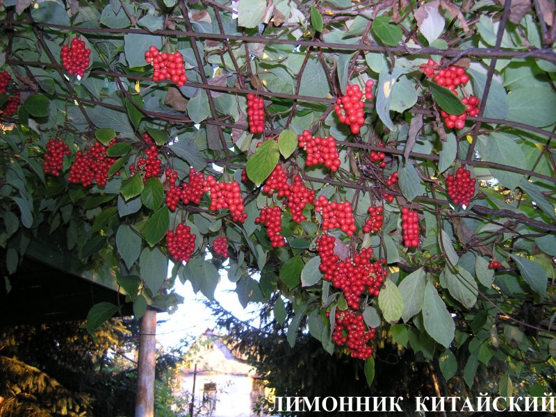Лимонник китайский рассада