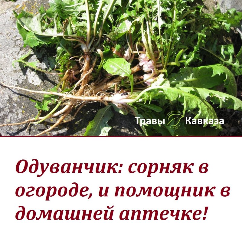 Лечебные растения Кубани