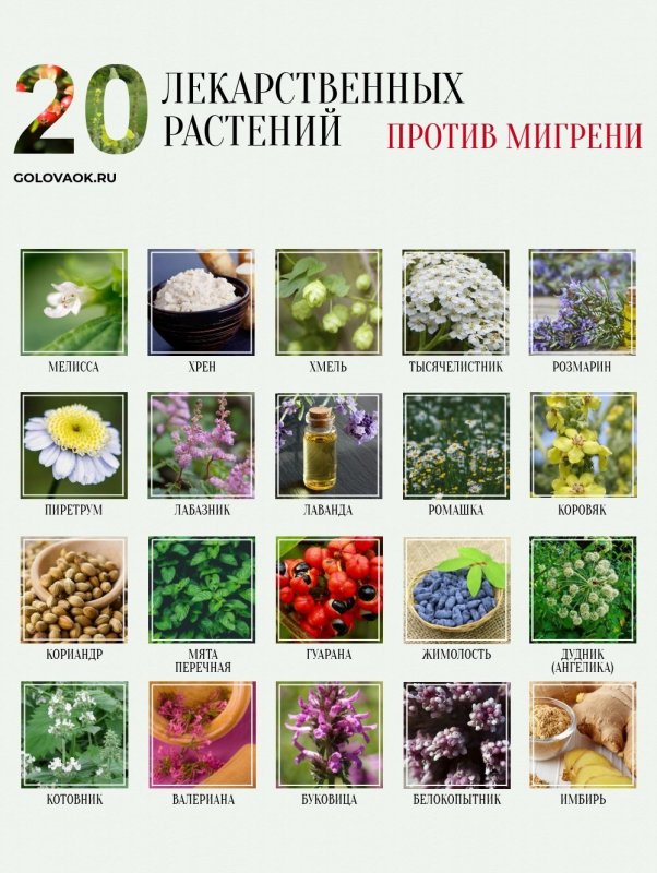 Лечебные растения