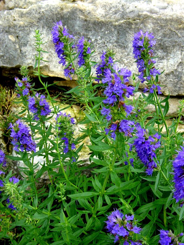 Иссоп лекарственный (Hyssopus officinalis)