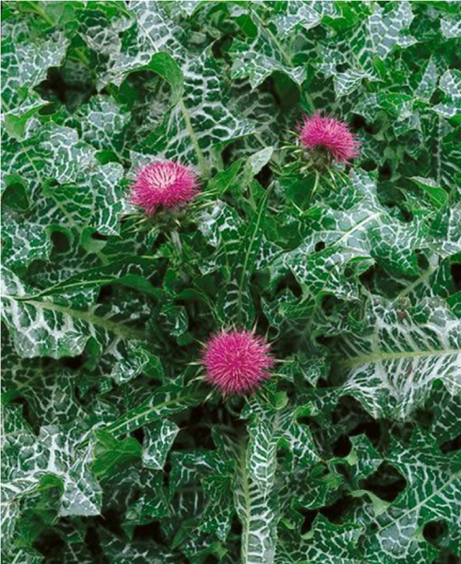 Расторопша пятнистая (Silybum Marianum)