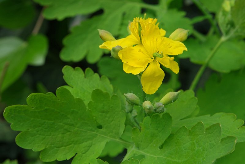 Чистотел большой Chelidonium majus