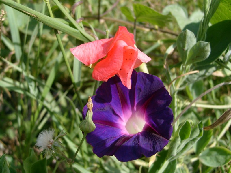 Чина Лазурная