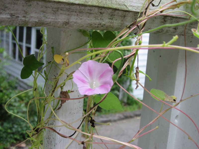 Чина Болотная Lathyrus palustris