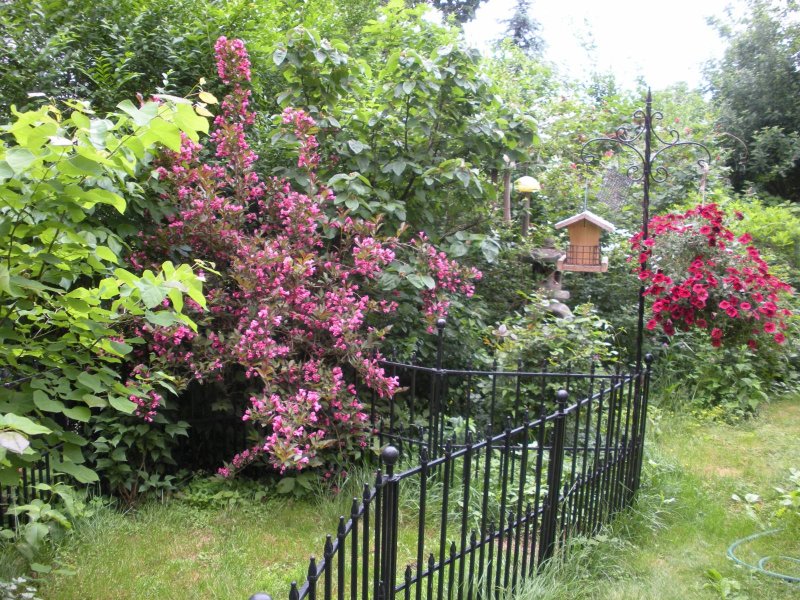 Weigela Florida Minor Black