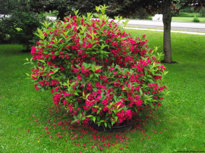Вейгела Nana purpurea