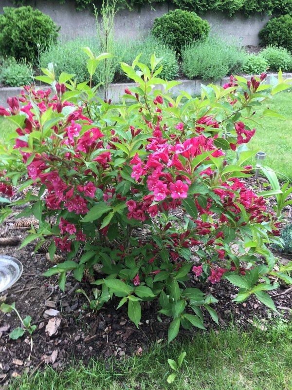 Вейгела Nana purpurea
