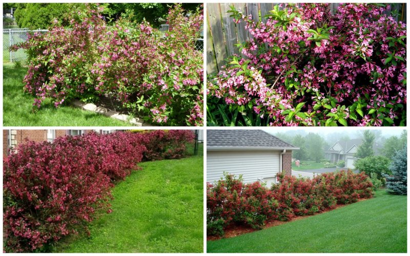 Вейгела (Weigela Picobella Rosa