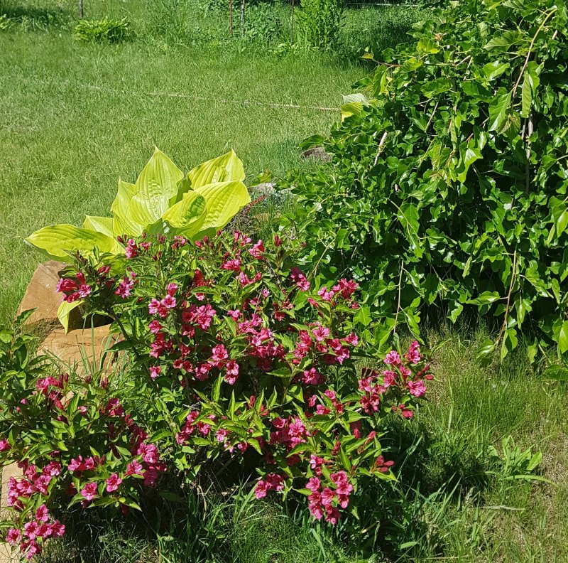Клумбы с вейгелой и гортензией