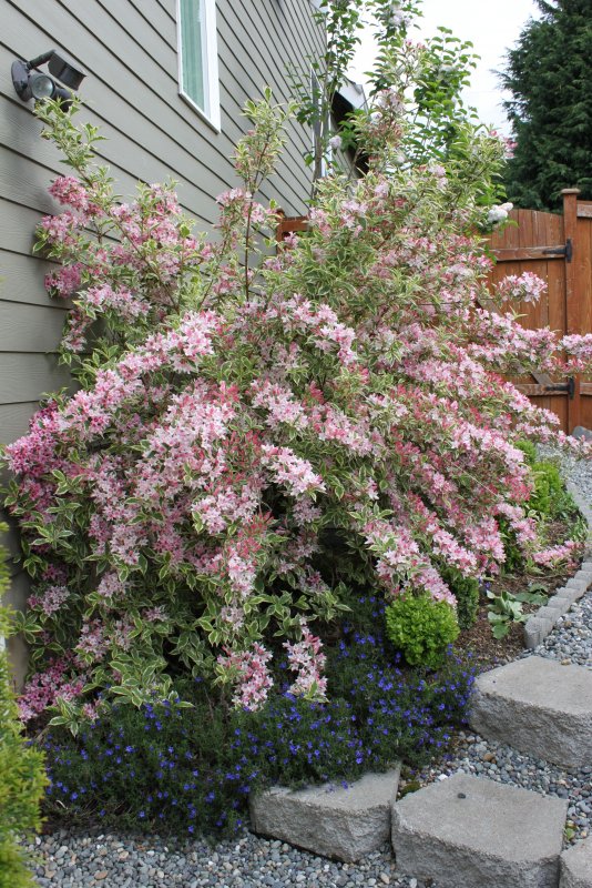 Weigela spilled Wine