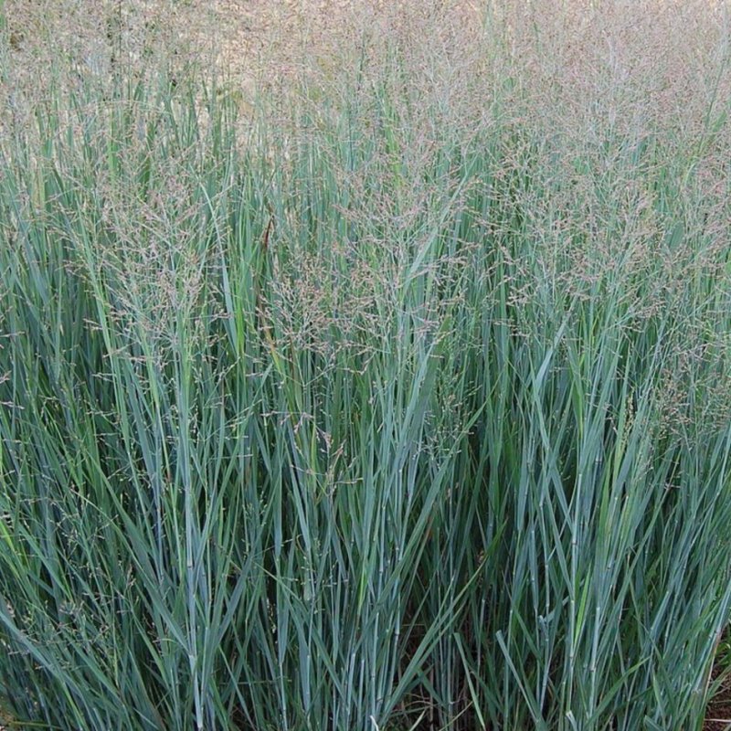 Просо прутьевидное ( Panicum virgatum 'Heavy Metal')