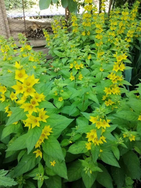 Вербейник точечный (Lysimachia punctata)