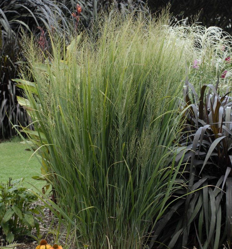 Просо прутьевидное ( Panicum virgatum `Squaw`)