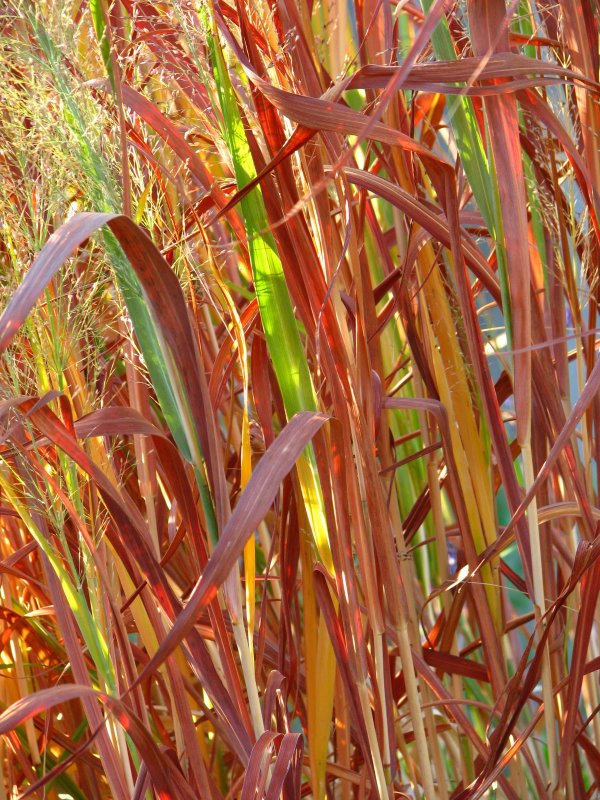 Просо прутьевидное Шенандоа Panicum virgatum "Shenandoah