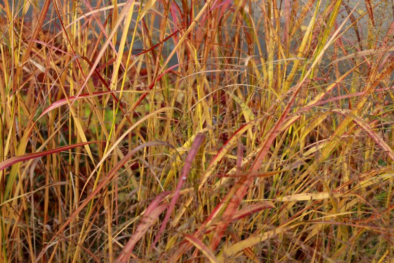 Просо прутьевидное Warrior Panicum virgatum
