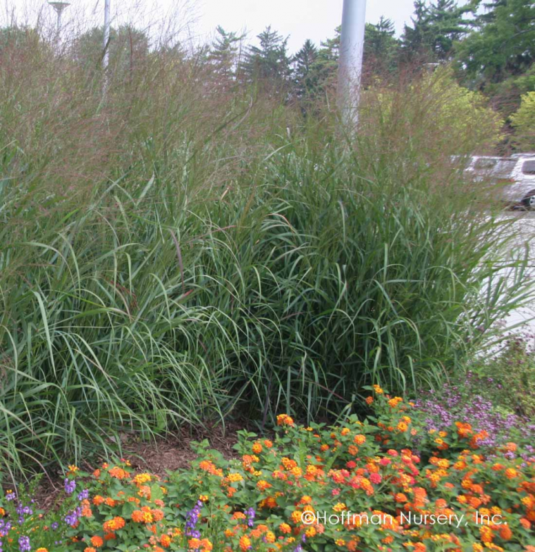 Просо Panicum virgatum Rotstrahlbusch