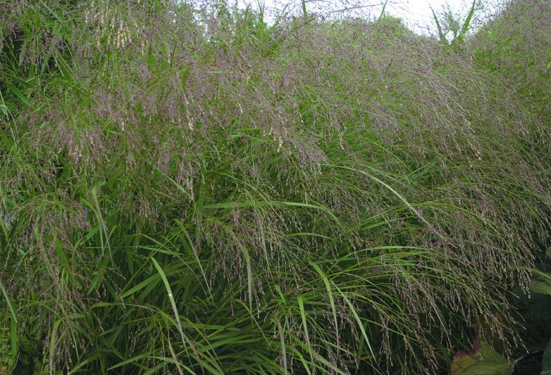Просо прутьевидное ( Panicum virgatum `Squaw`)