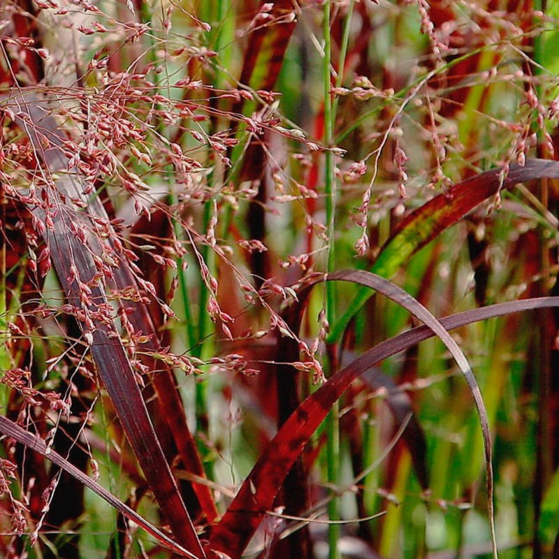 Просо Panicum virgatum Squaw