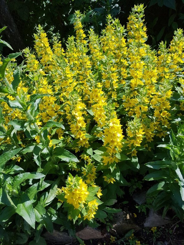 Вербейник точечный (Lysimachia punctata)