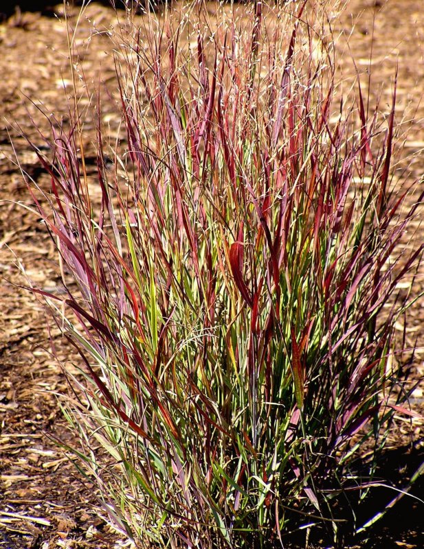Просо прутьевидное Шенандоа Panicum virgatum "Shenandoah