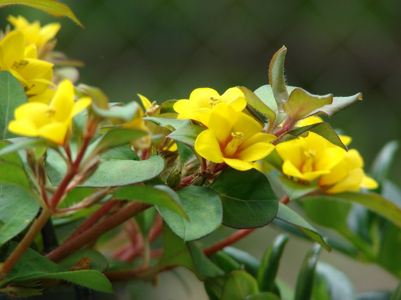 Lysimachia congestiflora