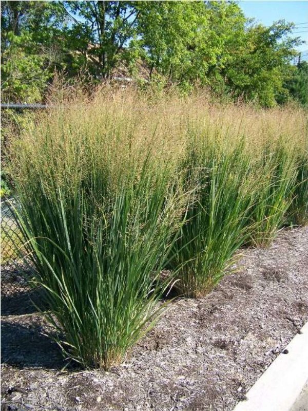 Просо Panicum virgatum Northwind