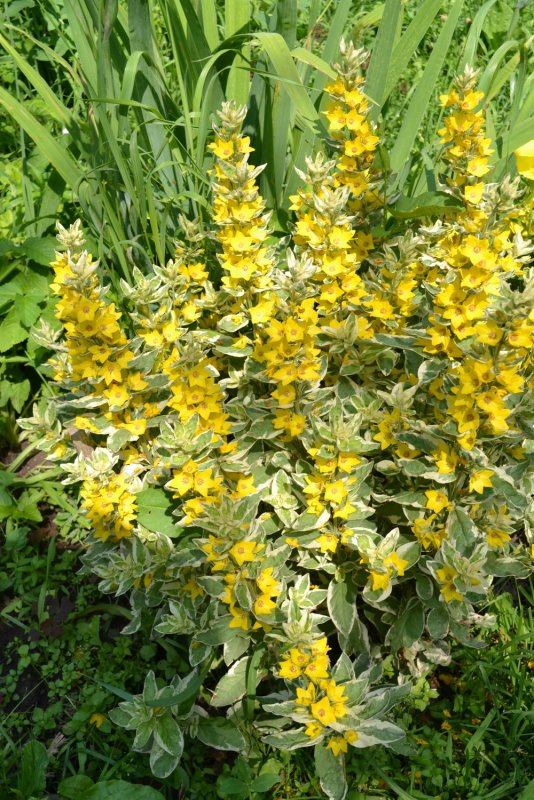 Вербейник обыкновенный Lysimachia vulgaris