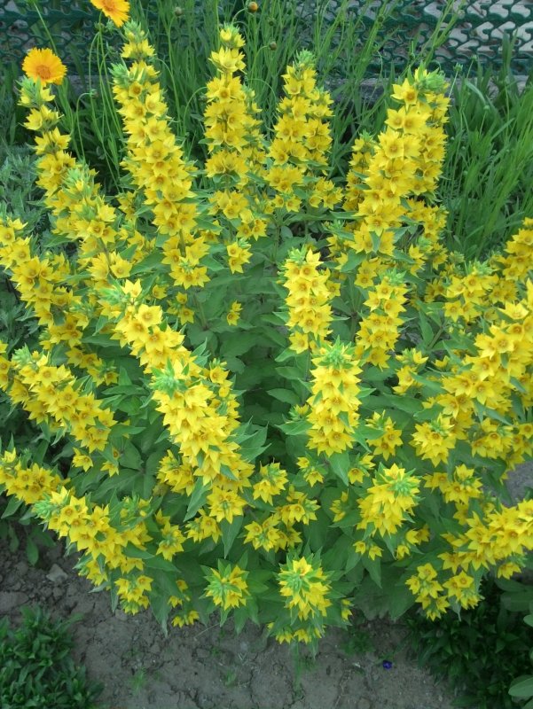 Вербейник точечный (Lysimachia punctata)